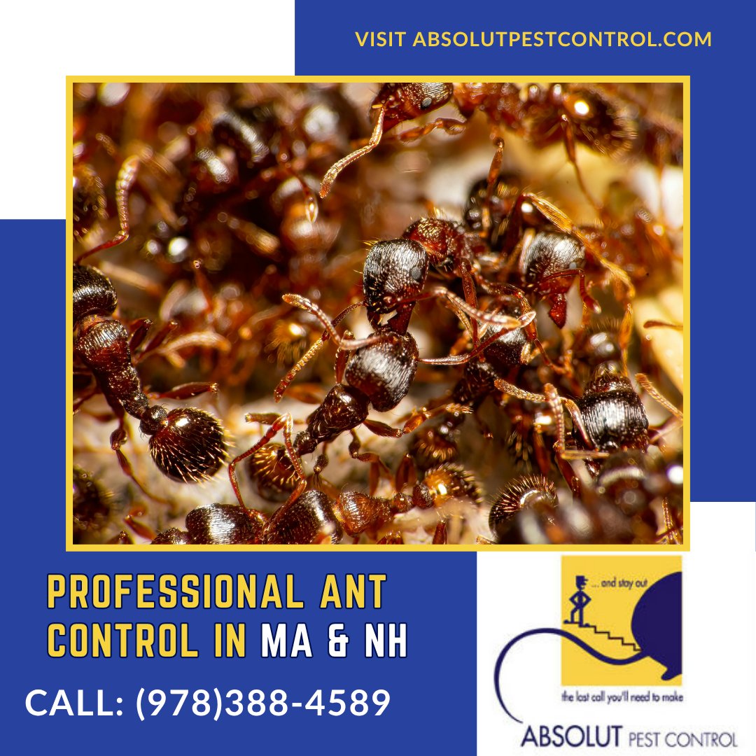 AbsolutPest4's tweet photo. Ants can get into small cracks, gaps, and crevices around your property. Contact Absolut Pest Control for an effective removal and prevention process in MA &amp; NH today! 
https://t.co/lXzvvTSTD2 
#ants #antremoval #pestcontrol #pests #insects #MA #NH https://t.co/aoG8Zj3R3o