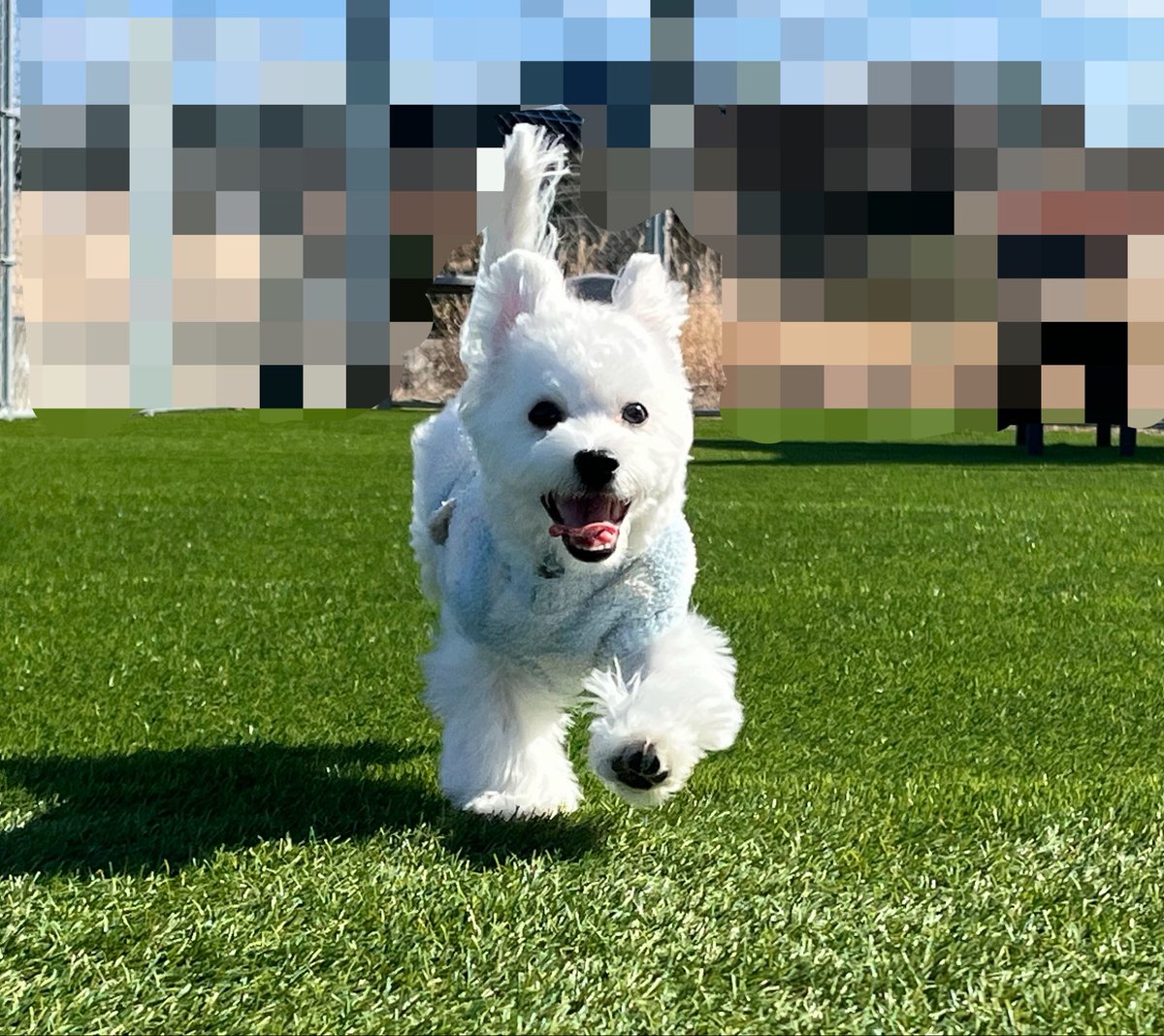 ten10_yuni's tweet photo. 私の子どもたち🐶🐾
ベスト写真すぎないか https://t.co/U8XShcwOHH