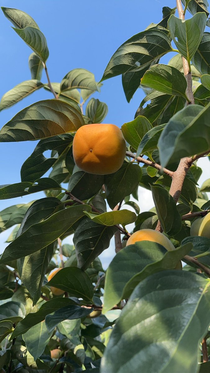 ken0987654's tweet photo. シルバーウィークが終わり木曜日　金曜日は農家🧑‍🌾　土曜・日曜は　くしがきで頑張ろ‼️💪
週末雨☂️予報　😭 https://t.co/zqssoCTg9N