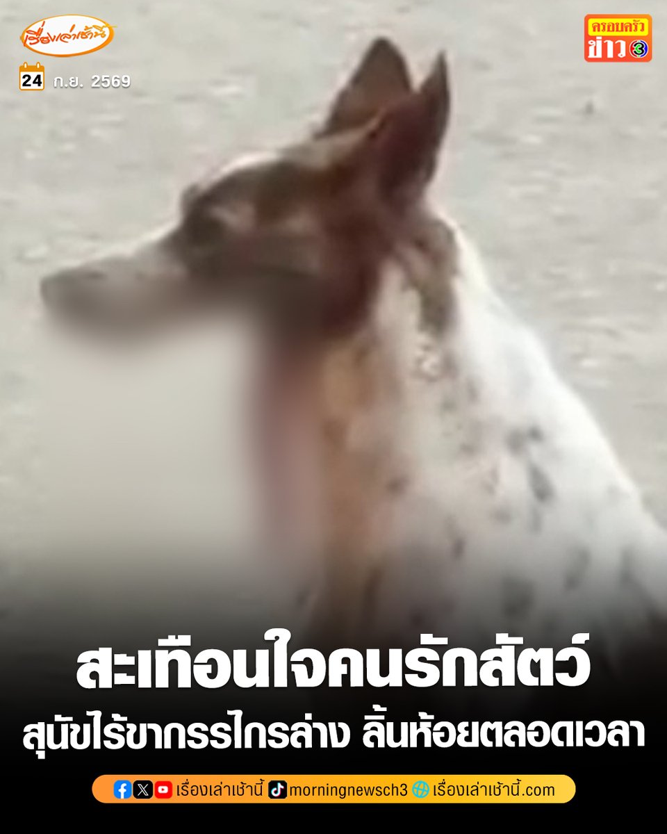 MorningNewsTV3's tweet photo. สะเทือนใจคนรักสัตว์ พบสุนัขมีความผิดปกติ ไม่มีขากรรไกรล่าง–ลิ้นห้อยตลอดเวลา เดินเร่ตลาดมุกดาหาร ยังไม่รู้ชะตากรรม โรงพยาบาลสัตว์ยินดีช่วยเหลือ

อ่านข่าว : https://t.co/pNjcCkleob

#เรื่องเล่าเช้านี้ #ครอบครัวข่าว3 #ข่าวภูมิภาค https://t.co/Ni6C1HWVAP