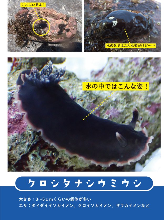 tsukouta_lab's tweet photo. 10月18日（日）に京都で開催されるいきもにあで頒布するウミウシ本とグッズを入稿しました！
本はフルカラー40pで1000円、グッズは1回200円のガチャガチャになりま���。
ちっちゃいもの倶楽部さん（@chicchaimono123）と共同で出展させていただきますので当日はよろしくお願いします！

#いきもにあ2026 https://t.co/6YQuX5MEzU