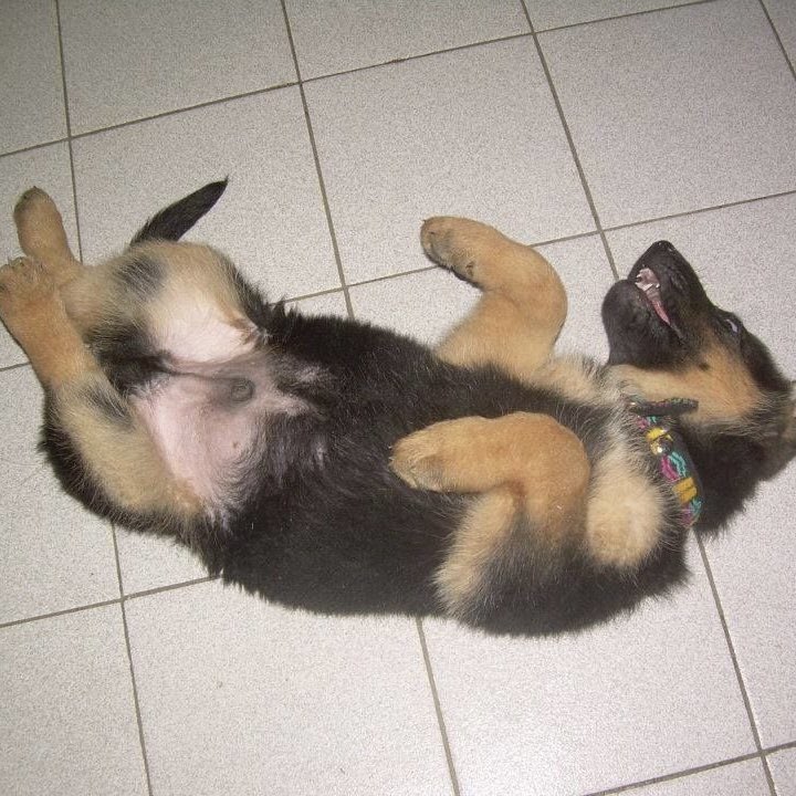 steviepuppie's tweet photo. zzz https://t.co/TPmAH4Wzlu
