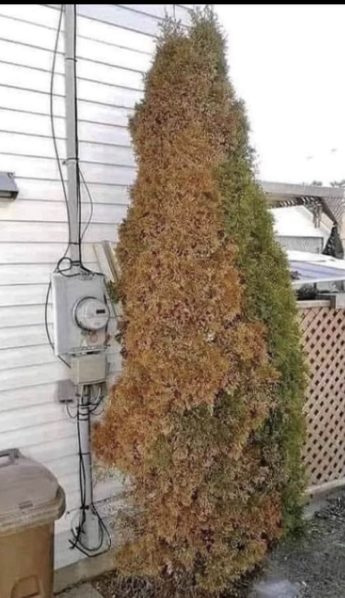 BGatesIsaPyscho's tweet photo. Bush Growing next to a Smart Meter 

You all see the problem right? https://t.co/ekzR4UiQZG