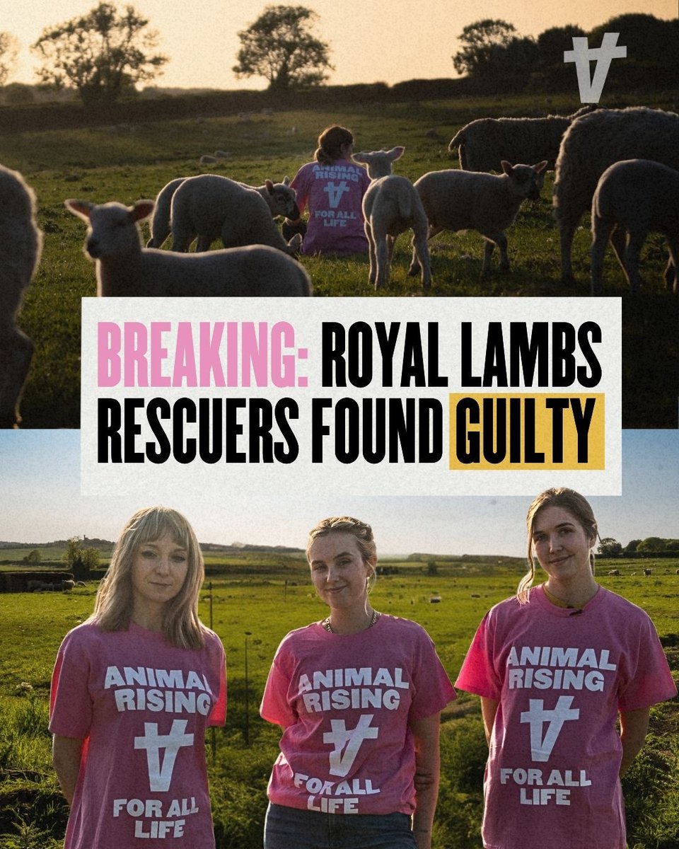AnimalRising's tweet photo. ❗️ BREAKING: ROYAL RESCUERS FOUND GUILTY ❗️ 

Rose, Sarah, and Rosa have convicted of theft after the rescue of three lambs, Sammy, Sunny, and Sooty, from King Charles III’s Sandringham Estate in 2023.

Sentencing to follow later today.

Despite this verdict, the rescue and trial have helped put the reality of animal farming in front of the country. We know a better world is possible.