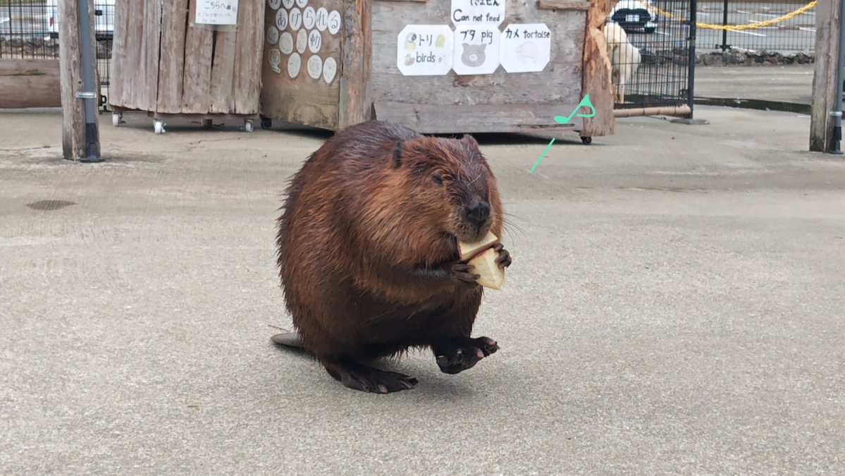 mashu_choco's tweet photo. 9/10🦫
おいも🍠を運ビーバー
#阿蘇ファームランド
#ふれあい動物王国
#アメリカビーバー https://t.co/kiehB2NMxt
