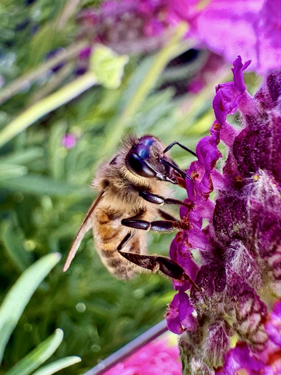 Jen_LoverofLife's tweet photo. Translucent wings humming their own tune…
#bugsky #bees #insects #nature
#macrophotography #macro
#photography #bloomscrolling https://t.co/coqIZv38Sp