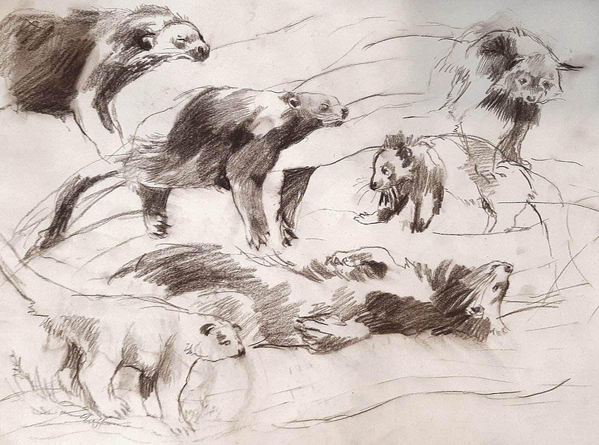 Plungerrr's tweet photo. Old sketch from zoo !!! What animal is this, do you thinkkk? https://t.co/H2mzH3pDd9