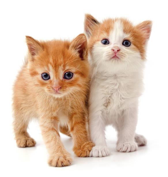 FlossMeldaognj's tweet photo. 厳美渓の苔庭が神秘的な輝きを放つ。 https://t.co/tNcC5Josur