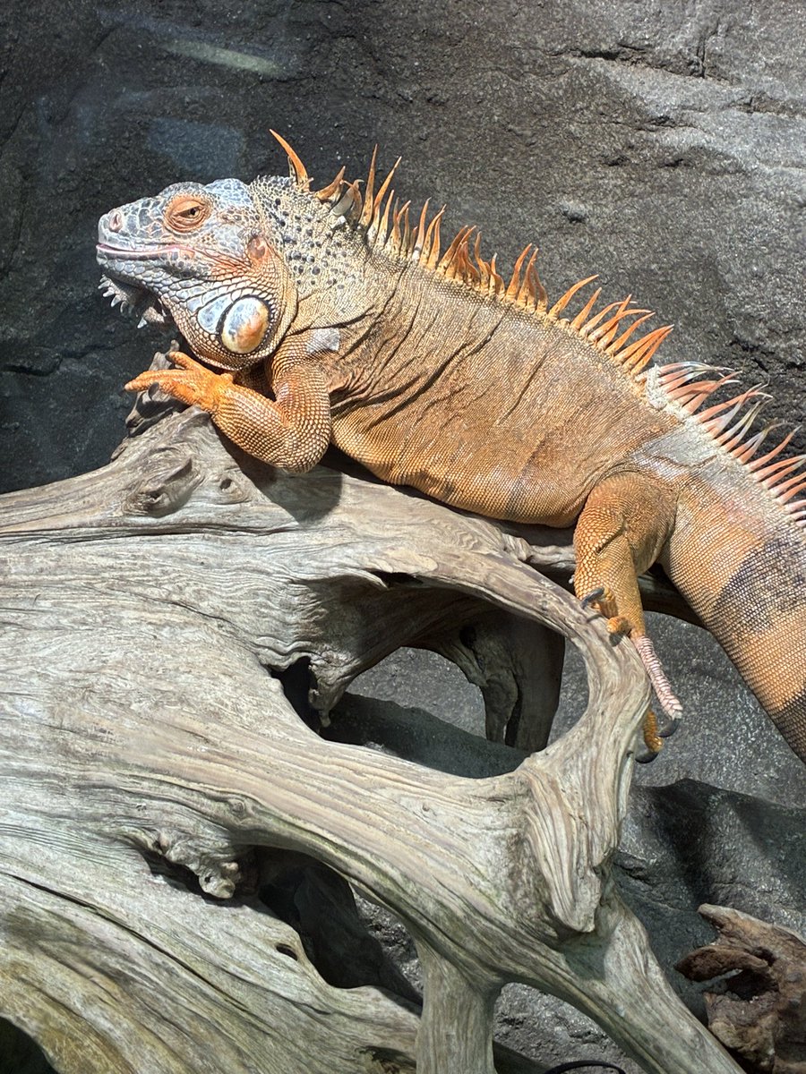 minase_haha's tweet photo. シルバーウィークは聖地巡礼も兼ねて名古屋旅をしてた！鳥羽水族館の爬虫類可愛かった🫶 https://t.co/UCp9SlhvYQ