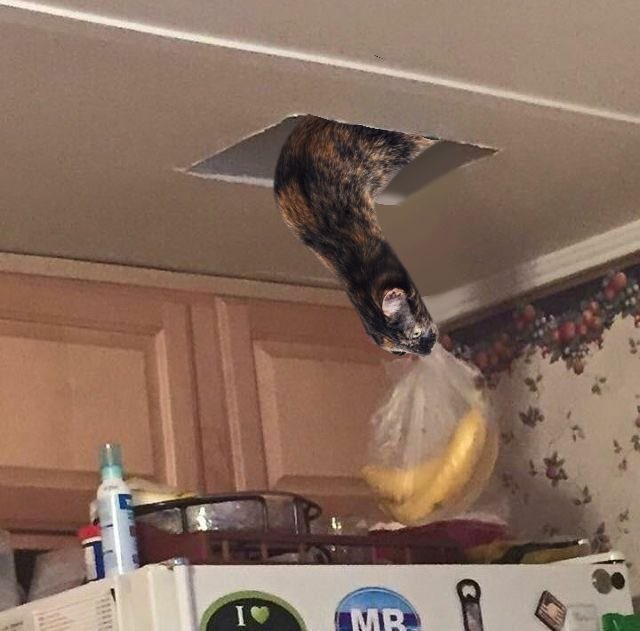 rightanglecat's tweet photo. Nothing is safe 

$rcat https://t.co/QTy7oxOYRu