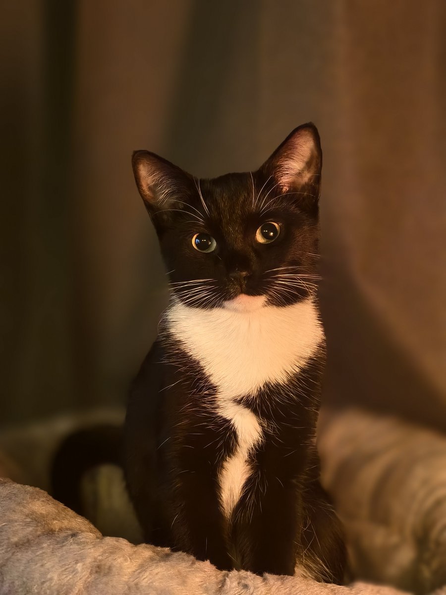 real_catto's tweet photo. Went to my friends place to drink the other day and she has the cutest and most photogenic cat ever and then I come back home and see my cat being a fatass and sleeping 24/7 as usual https://t.co/dBXMGtyqIP