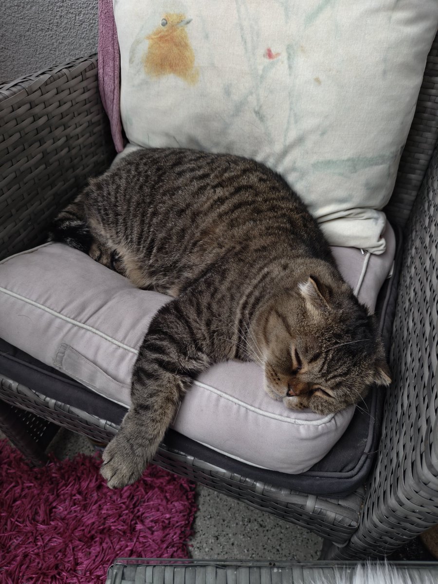 real_catto's tweet photo. Went to my friends place to drink the other day and she has the cutest and most photogenic cat ever and then I come back home and see my cat being a fatass and sleeping 24/7 as usual https://t.co/dBXMGtyqIP