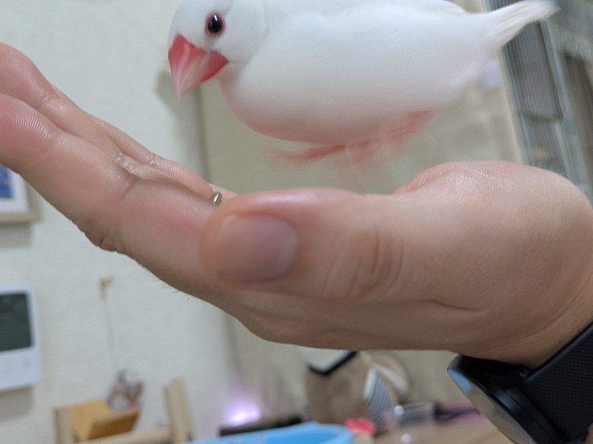 XLBunchou's tweet photo. ふんばりジャンプ https://t.co/61wYmUwQUX