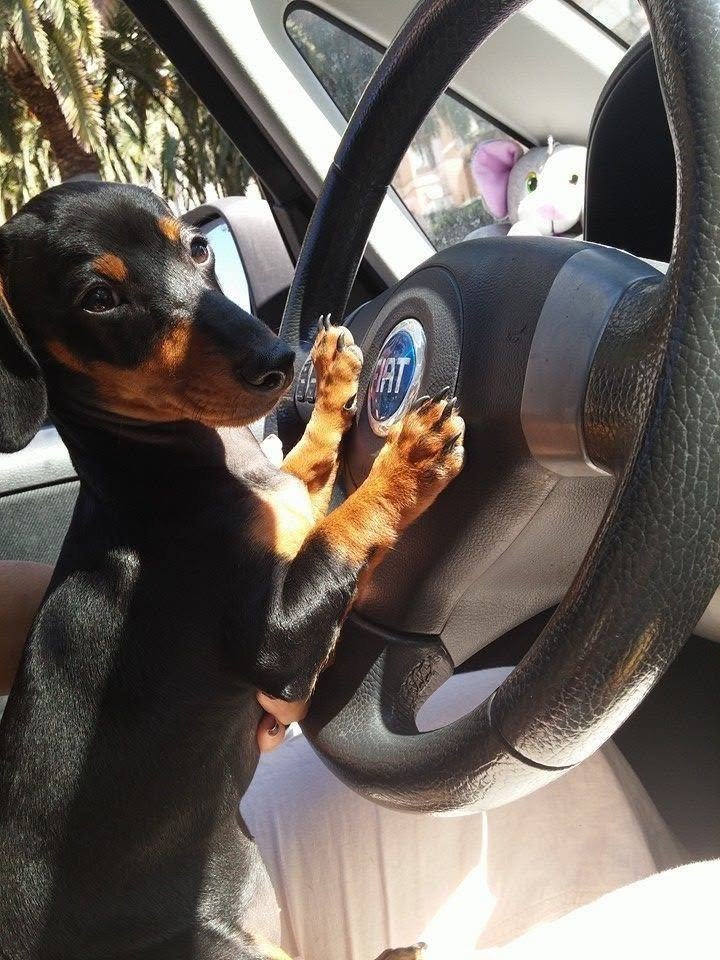 salsichinhas's tweet photo. Quantas estrelas esse motorista merece? https://t.co/P212L884b8