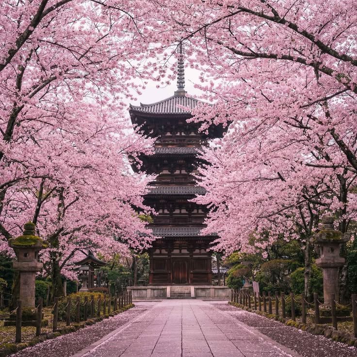 BeautifulA71927's tweet photo. Japan 🇯🇵 https://t.co/OoZmNQZ5Kp