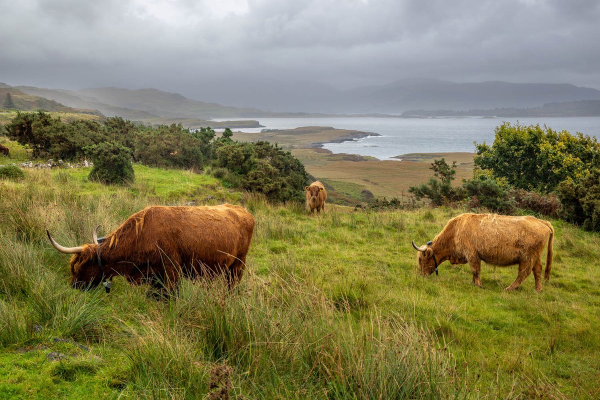 andrewswalks's tweet photo. Highland cattle, North Mull https://t.co/z6iLMWX1nD