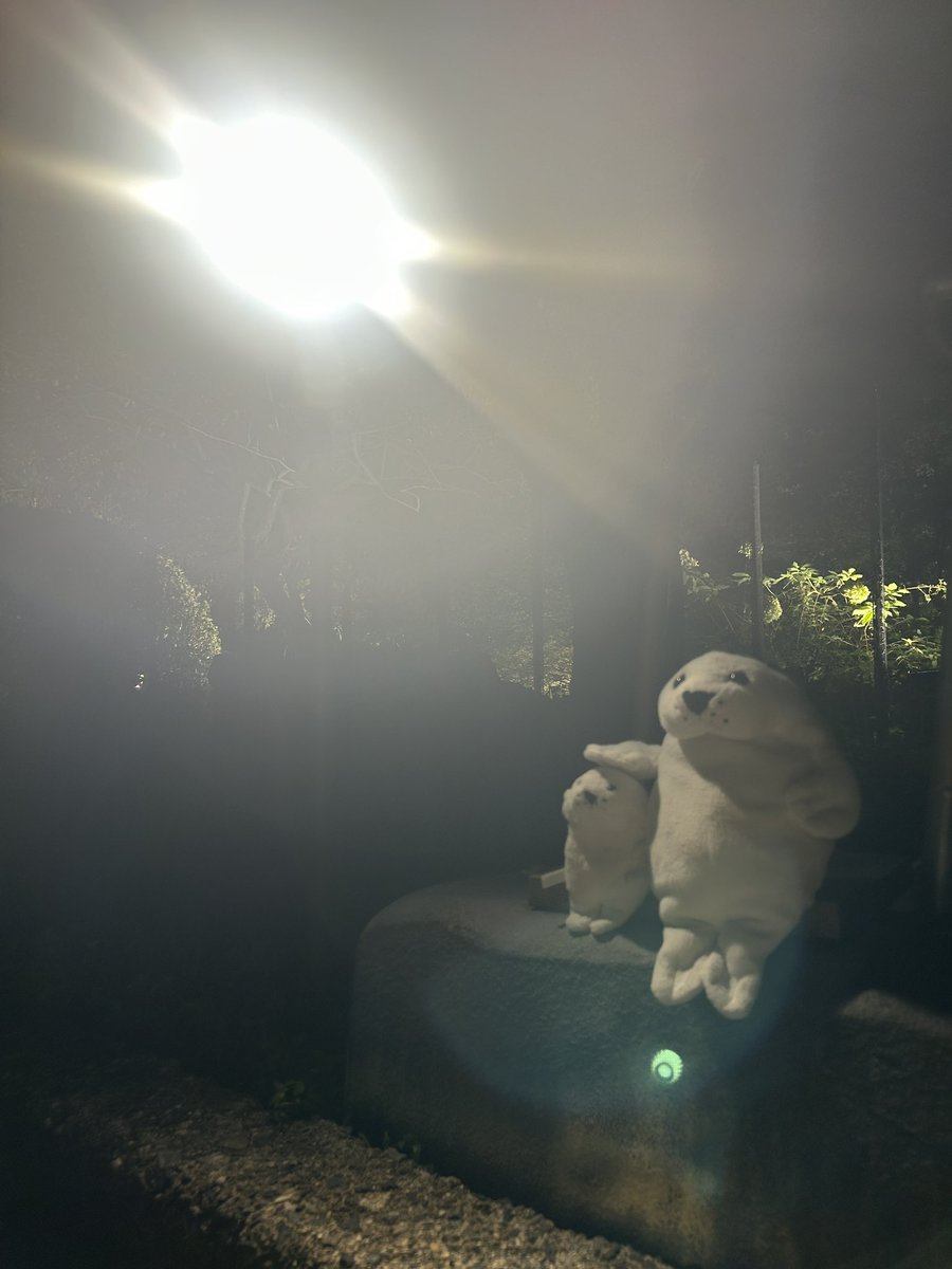waccha_309's tweet photo. おやすみなさい🦭⭐ https://t.co/9Bxtw9mnIC