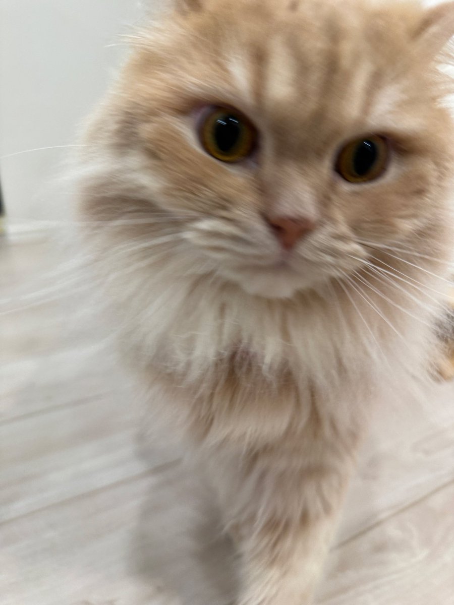 matsutake_cat's tweet photo. カメラを向けると絶対に近づいて頭突きしてくる てんぷら https://t.co/QpzrlAtM5W