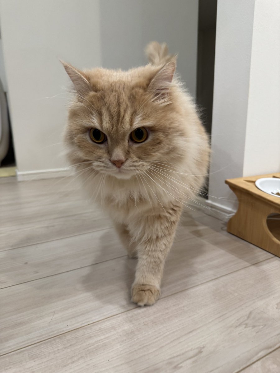 matsutake_cat's tweet photo. カメラを向けると絶対に近づいて頭突きしてくる てんぷら https://t.co/QpzrlAtM5W
