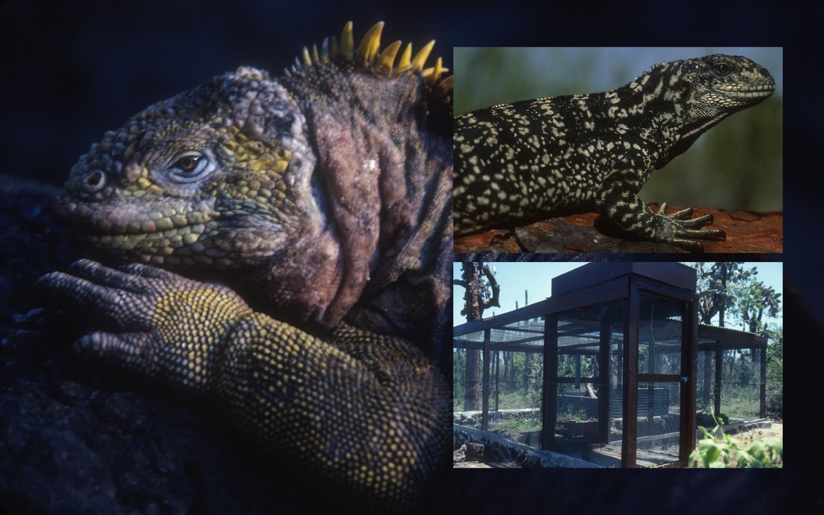 DarwinFound's tweet photo. #HistoryBlog | 🌎📜 In 1984, Galápagos was named a UNESCO Biosphere Reserve, built on the scientific case presented in 1983 by CDF researchers Köster and Villa. 🔬🐦 Full story: https://t.co/UNkZDHr2F4
#Galapagos #BiosphereReserve https://t.co/P41q0Of2AI