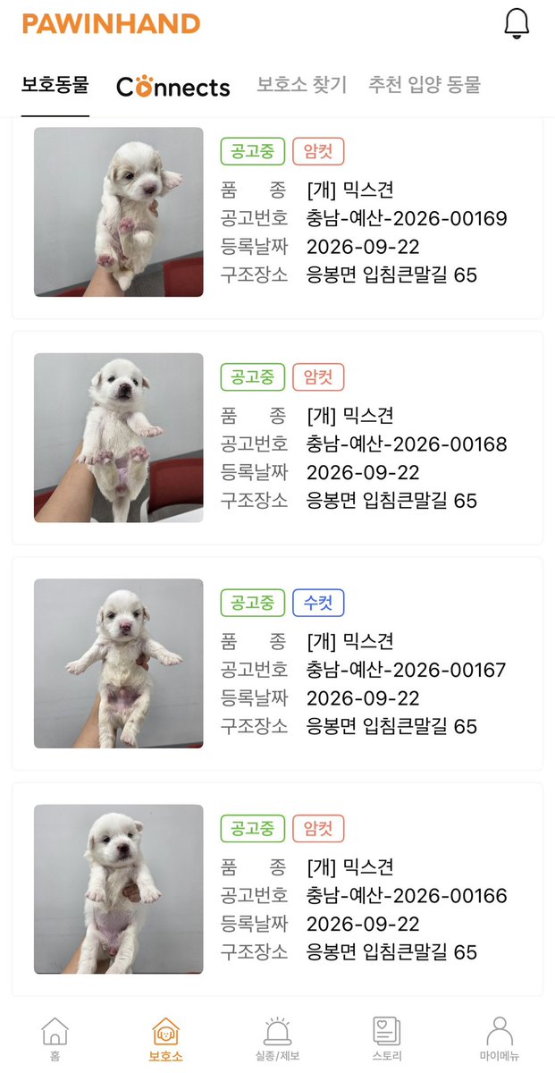 findmypaw's tweet photo. 먼가 작고 하얀 아이들 입양 신청 가능

충남 예산보호소
041-339-7838 https://t.co/MhVCEKSK69