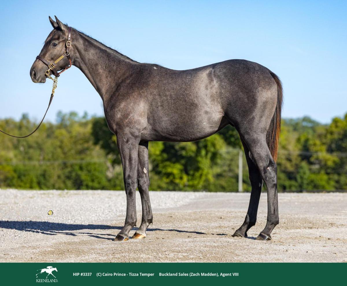 JenRoytz's tweet photo. Cairo Prince makes a good racehorse, and this one sure looks the part! 

Hip 3337 Cairo Prince-Tizza Temper colt 

His 3yo 1/2 by Omaha Beach is one of the best fillies running in the Middle East this year! No doubt this one will mature at or near 16.3-17 hands https://t.co/voyE4Ct7rl