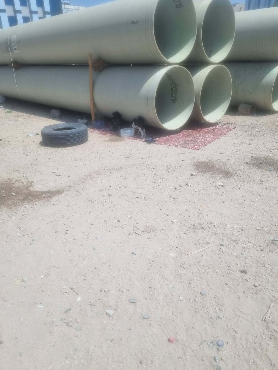 Animal_rescue0's tweet photo. #انقاذ #عاجل #الطايف
جرو  غالبا مدعوس ما يقدر يحرك رجوله الموقع الطائف شارع البيعه قبل جوري مول عند البرحة الفاضية
0551061124
الطايف📍
https://t.co/QQ51NNpRr4 https://t.co/Qs5lfRCL2x