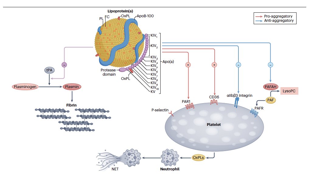 Lpa_Doc's tweet photo. Lp(a) carries biologically active oxidized phospholipids (OxPL). New research links its OxPL cargo to platelet hyperactivation through CD36, connecting Lp(a) biology to thrombosis and highlighting the importance of what the particle carries. Lp(a) may be more involved in platelet function that previously appreciated, see our review on this also.  https://t.co/wRTPuJxTAh
https://t.co/i1UfB5Xk1R