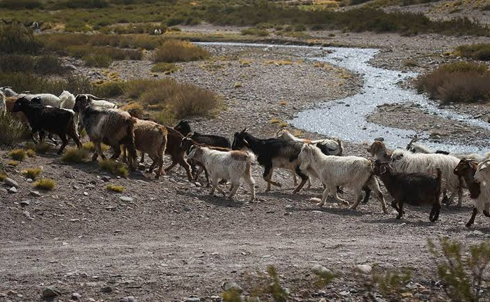 PDV_jujuy's tweet photo. La Provincia asiste con forraje a productores de la Puna afectados por la sequía https://t.co/5GEaLRbiQu vía @https://twitter.com/PDV_jujuy https://t.co/gUdYQKSubm