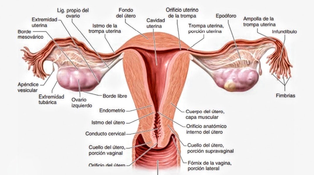emocionycambio's tweet photo. @billiecig @Rocio_is_here Aquí no se inventa ➕ porque no pueden.
#StopDelirioTrans https://t.co/BypVTZffWK
