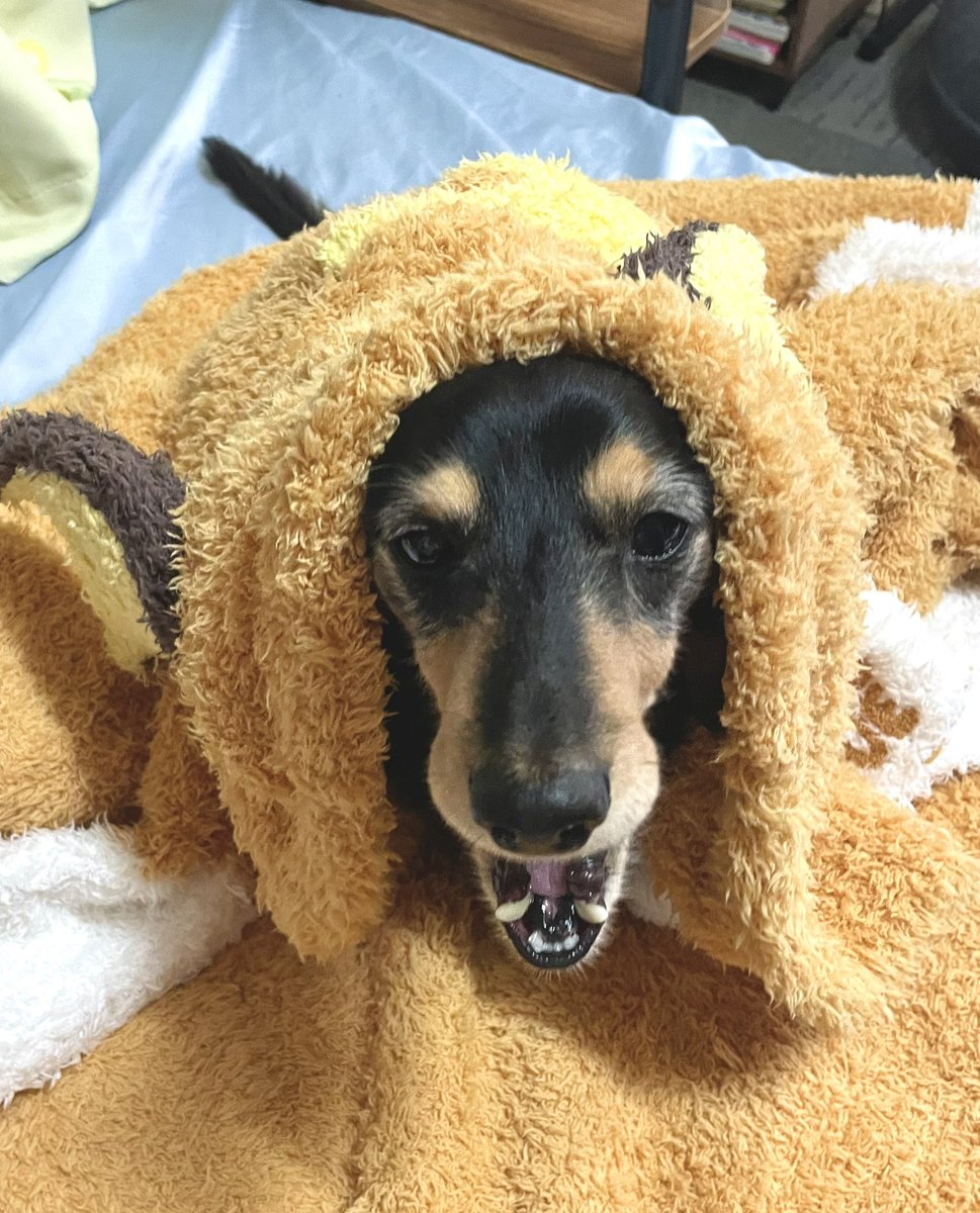 ooko_1014's tweet photo. ライチュウ届きました
もっこもこやわふわでいい感じです🐶 https://t.co/YWZlfm0130