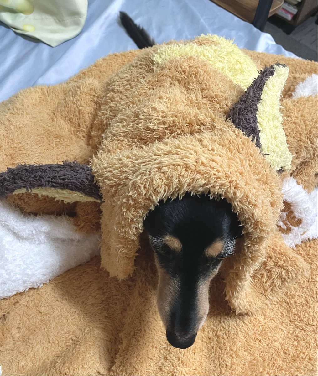 ooko_1014's tweet photo. ライチュウ届きました
もっこもこやわふわでいい感じです🐶 https://t.co/YWZlfm0130