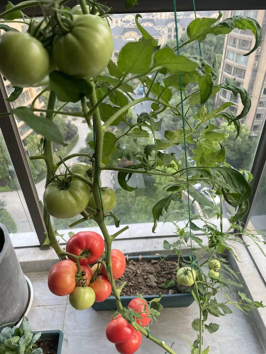 uyenevan650098's tweet photo. Feeling the vibe shift—my tiny balcony garden that started with one potted succulent now has herbs and tomatoes, turning morning coffee into a cozy little ritual. https://t.co/JB3Zd7q8fk