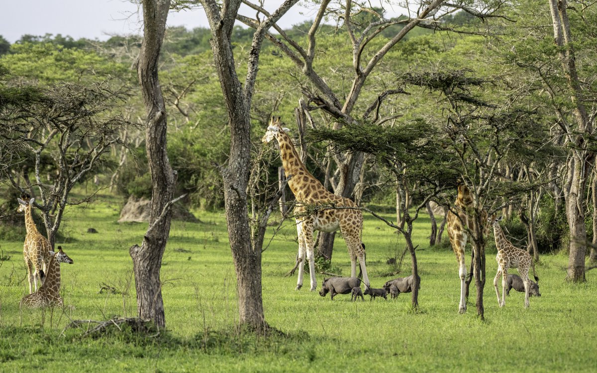 ElvisTrich's tweet photo. Safari by day, football by night! 

Explore the breathtaking landscapes of Murchison Falls then catch Uganda Vs Libya live at the brand new Hoima City Stadium on 29th Sept 2026 at 7:00 PM.

Experience the true spirit of the Pearl of Africa as you #ExploreUganda.
#UGALBY https://t.co/Y38DNlfUzi