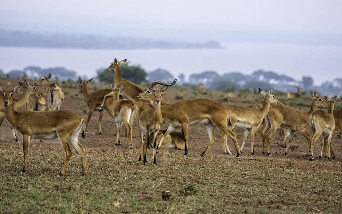 ElvisTrich's tweet photo. Safari by day, football by night! 

Explore the breathtaking landscapes of Murchison Falls then catch Uganda Vs Libya live at the brand new Hoima City Stadium on 29th Sept 2026 at 7:00 PM.

Experience the true spirit of the Pearl of Africa as you #ExploreUganda.
#UGALBY https://t.co/Y38DNlfUzi