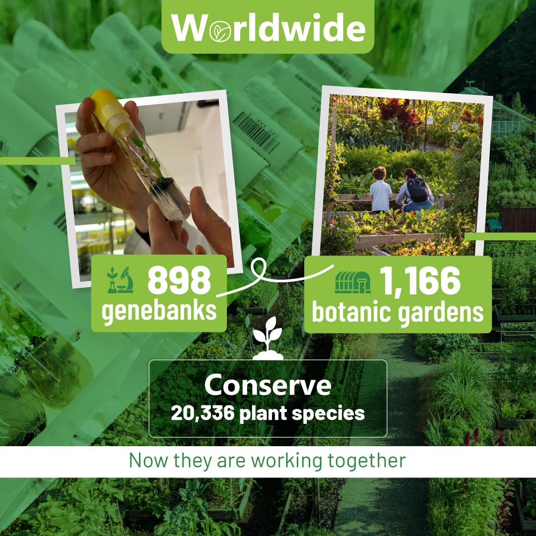 BiovIntCIAT_eng's tweet photo. 🌱Botanic gardens and genebanks share a mission: safeguarding plant diversity.
The new Global Conservation Consortium for Food Plants is helping connect these efforts to strengthen climate resilience and food security.🤝
🔗 https://t.co/S8orPx8NuM
@NYBG @CropTrust @planttreaty https://t.co/f32JYDLleX