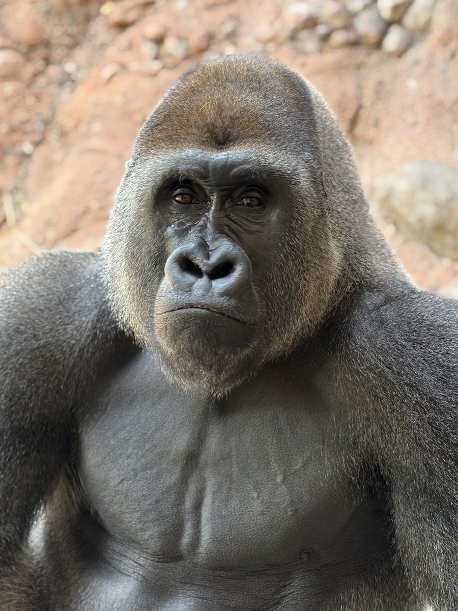 houstonzoo's tweet photo. 🦍 Today is World Gorilla Day!

The Houston Zoo’s handheld electronics recycling drive is a year-round effort to help reduce the demand for minerals mined from gorilla habitat. Learn more here: https://t.co/lxa2lgrwEr 

📸: Primates Team https://t.co/FjA78S9TRp