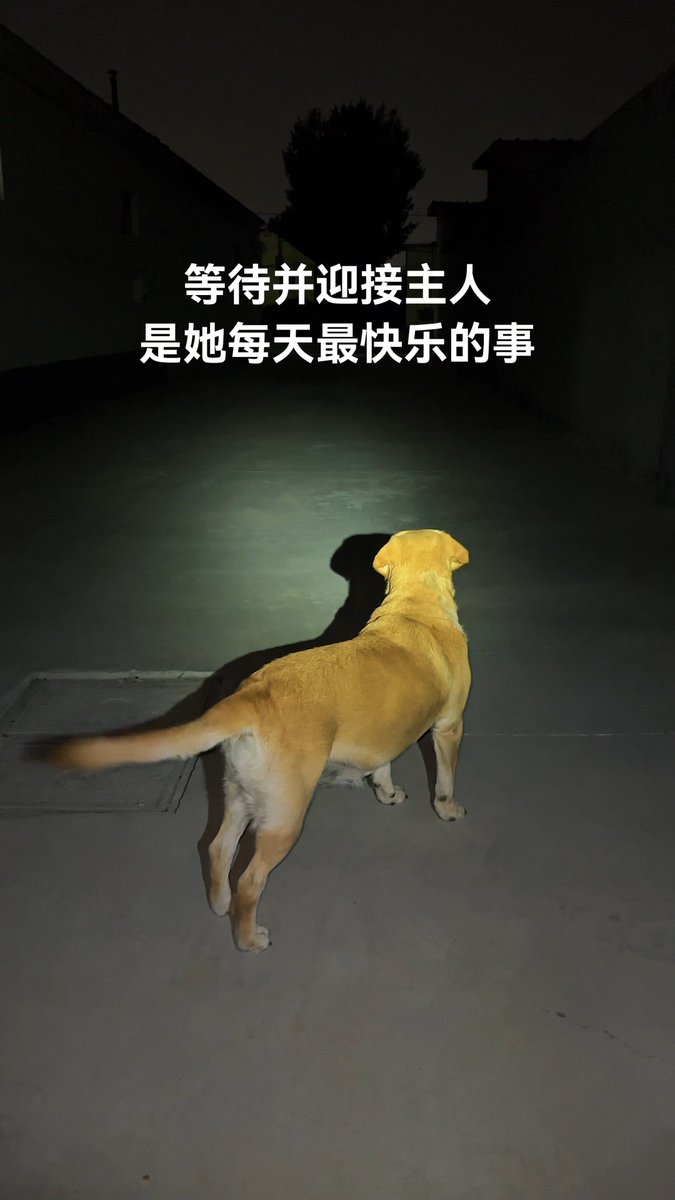 saradat63352's tweet photo. Nothing beats coming home to a fluffy, excited pet who greets you like you’re the best thing that ever happened. https://t.co/ZZngPXHtJz