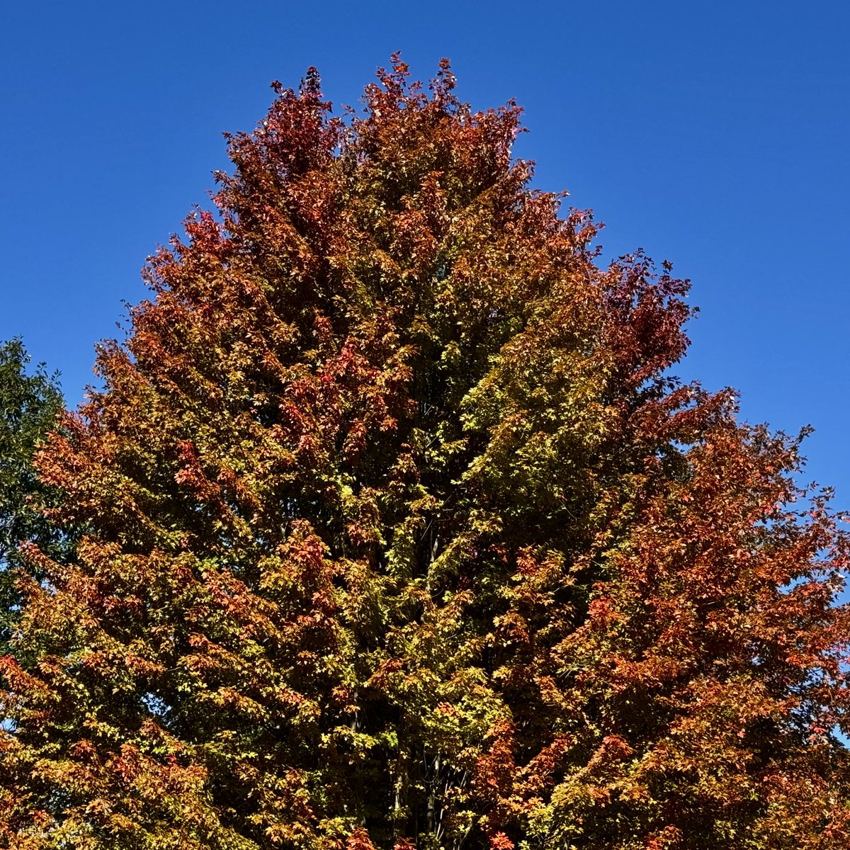 BryanMarquard's tweet photo. Autumn's beauty is getting there. I cherish reminders that nature overshadows our human efforts in pretty much every way. #autumn #fallfoliage https://t.co/qPgKtPVh0n
