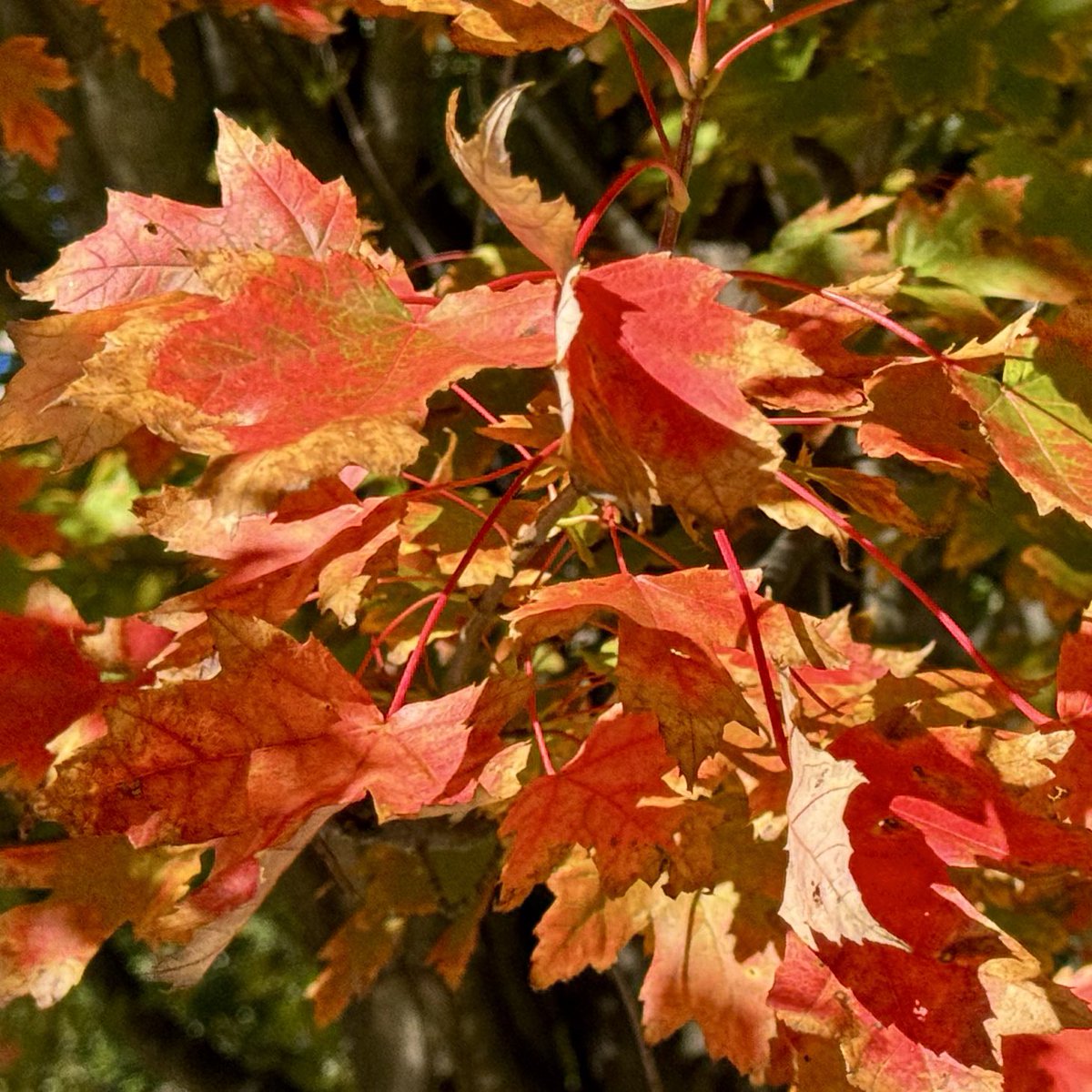 BryanMarquard's tweet photo. Autumn's beauty is getting there. I cherish reminders that nature overshadows our human efforts in pretty much every way. #autumn #fallfoliage https://t.co/qPgKtPVh0n