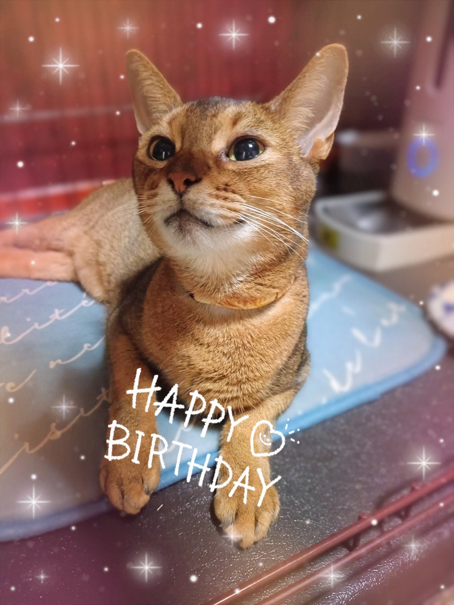 winter1202's tweet photo. カイン🐱9歳になりました🎂 https://t.co/3FIcVJ4Zca