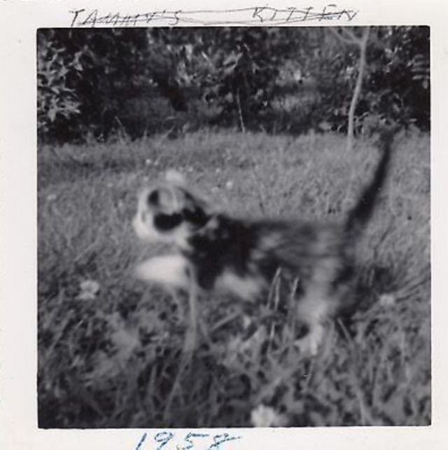 judeykat's tweet photo. here are some vintage photos of very loved cats! :) ❤️ https://t.co/jotQsdTSGn