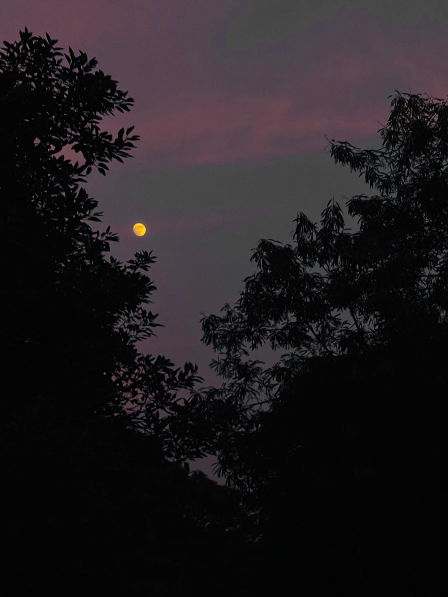 mansebanjaran's tweet photo. moon and trees https://t.co/OcSZa4Pptk
