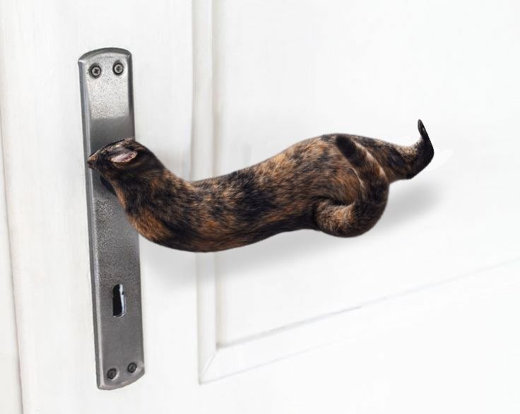 rightanglecat's tweet photo. Locked in 

$rcat https://t.co/S2Q6gQsaEh