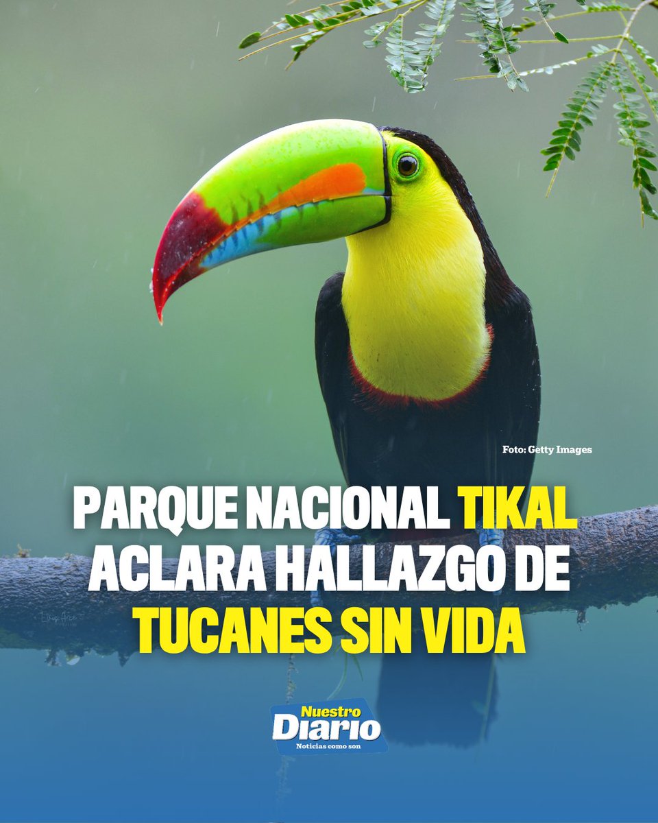 🦜🌿 ACLARAN HALLAZGO DE TUCANES EN TIKAL 🌿🦜 El Parque Nacional Tikal confirmó el hallazgo de tres tucanes de dos especies, luego de que circularan imágene…