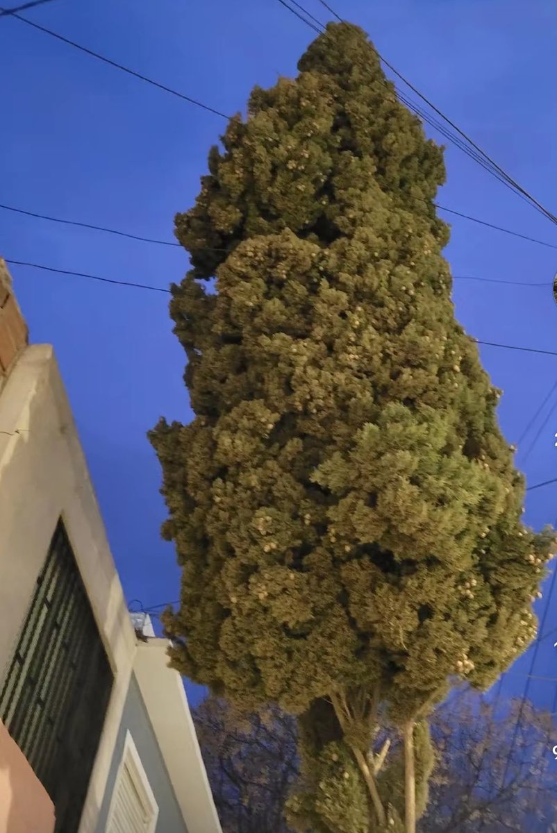opiaceoyregalon's tweet photo. El árbol de mí vecino, cuando quiero dejar de fumar porro https://t.co/i6lBtmIukj