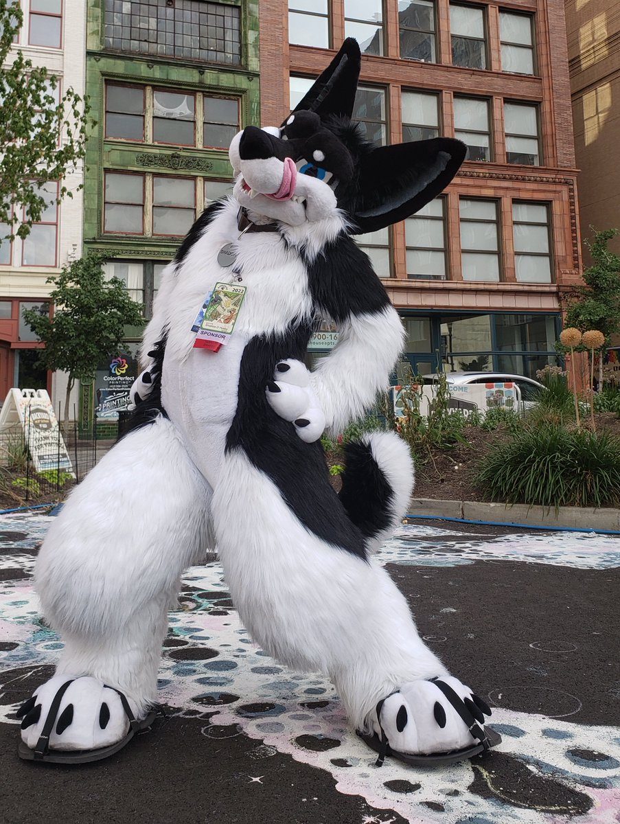 shadow_d_husky's tweet photo. Happy #ThrowbackThursday
Remember #Anthrocon 2022?
I sure do! It was awesome!

✂️ @MoreFurLess 
📸 @CoastHusky 

#fursuitseveryday https://t.co/MmJw7CoJY3