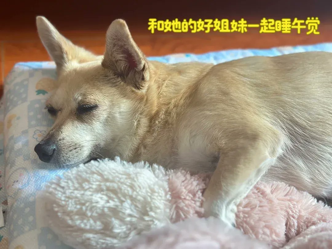 noahhung781200's tweet photo. My pup just curled up on my lap, the kind of quiet, warm joy no words can fully catch  Having a best friend in fur makes every ordinary day feel extra magical. https://t.co/ZB9cnedDIl