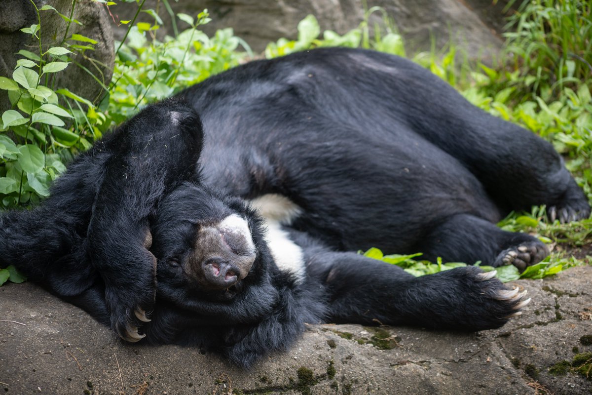 RWPZoo's tweet photo. Happy #FatBearWeek from George the moon bear! https://t.co/gxXp54Ai6r