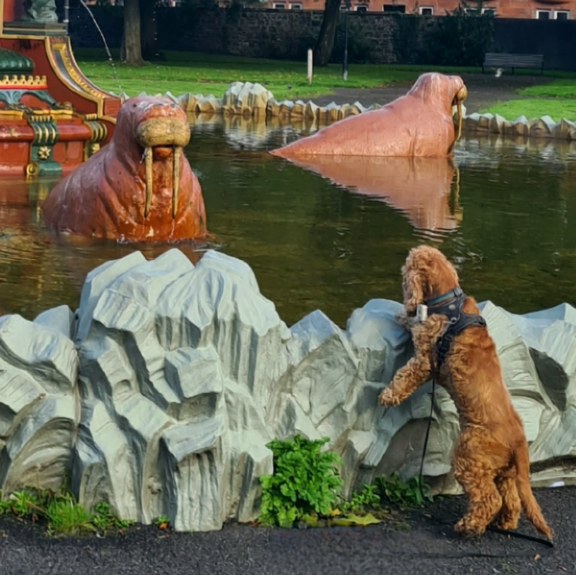 is_glasgow's tweet photo. Another photo from my recent visit to the Sun Foundry's wonderfully ornate fountain in Paisley, and I wasn't the only one intrigued by the walruses - it also give you an idea of their size!
#glasgow #paisley #warlus #dog #spanielforscale https://t.co/efYAipYBOj